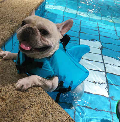Hondenzwemvest AquaPup voor Honden Veilig Zwemmen
