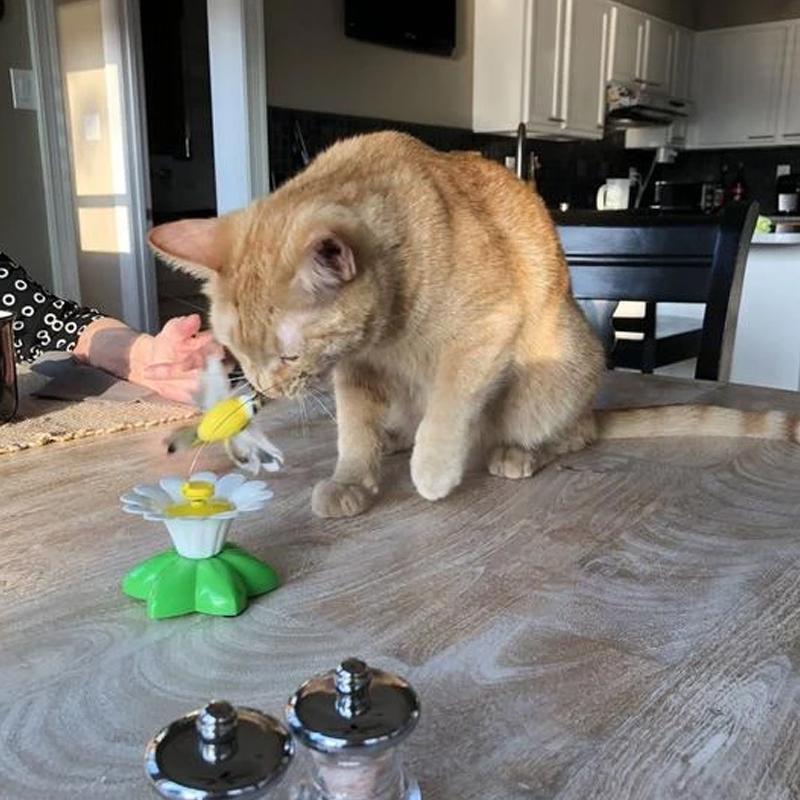Kattenspeeltje Vogel met Veer en Touw