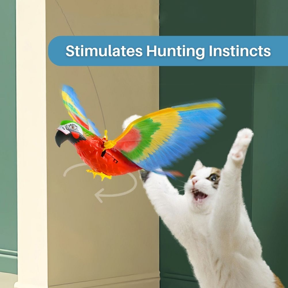 Kattenspeelgoed Interactief met Veer voor Actief Spelen