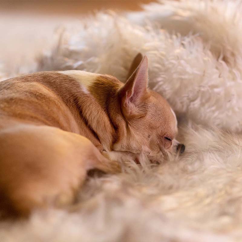 Waterdichte Huisdierendeken voor Honden en Katten