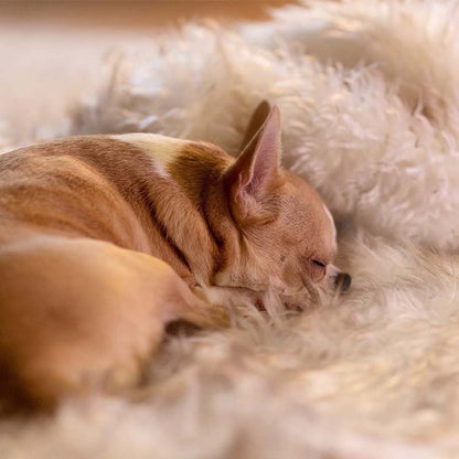 Waterdichte Huisdierendeken voor Honden en Katten