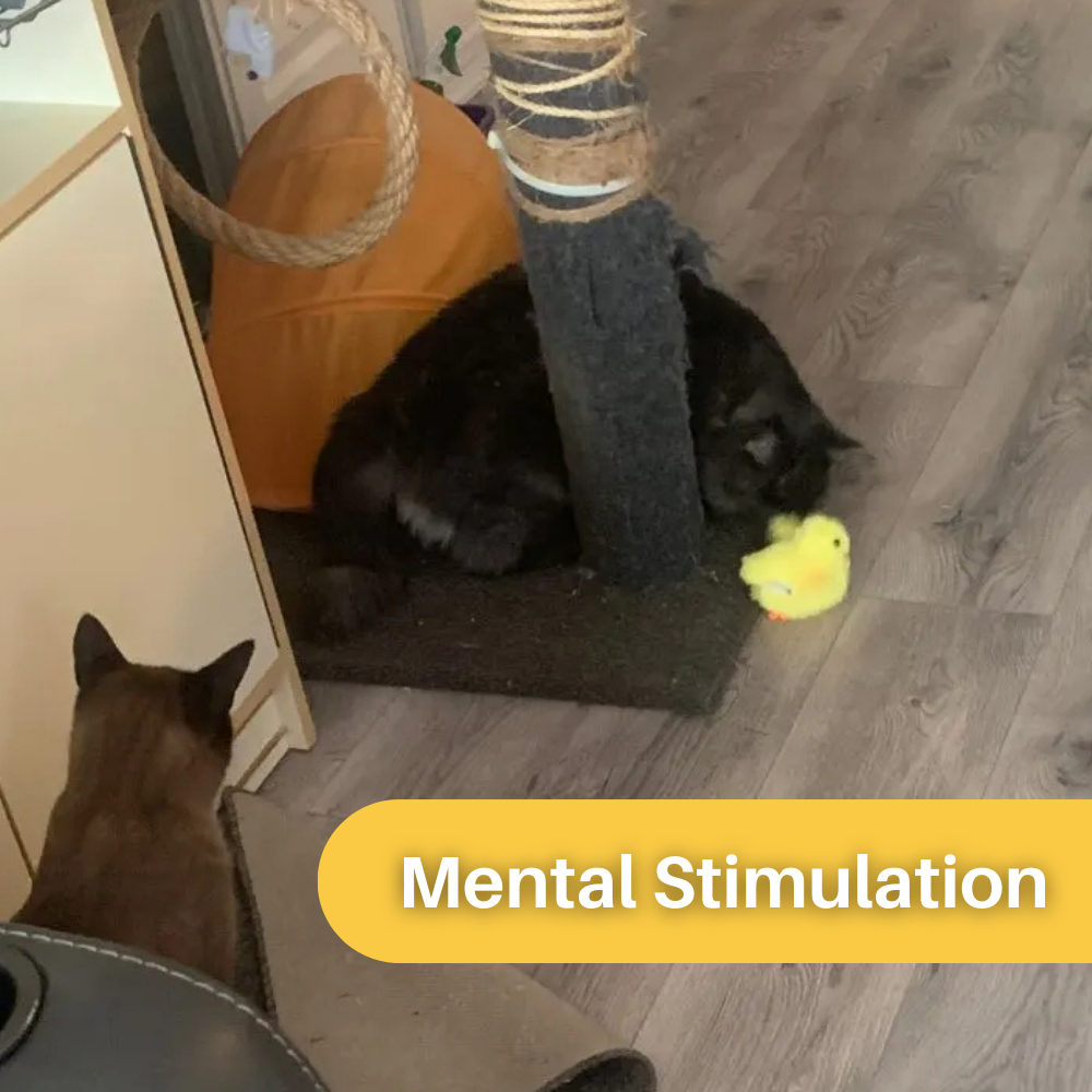 Kattenspeelgoed Flappende Eend Speeltje voor Katten