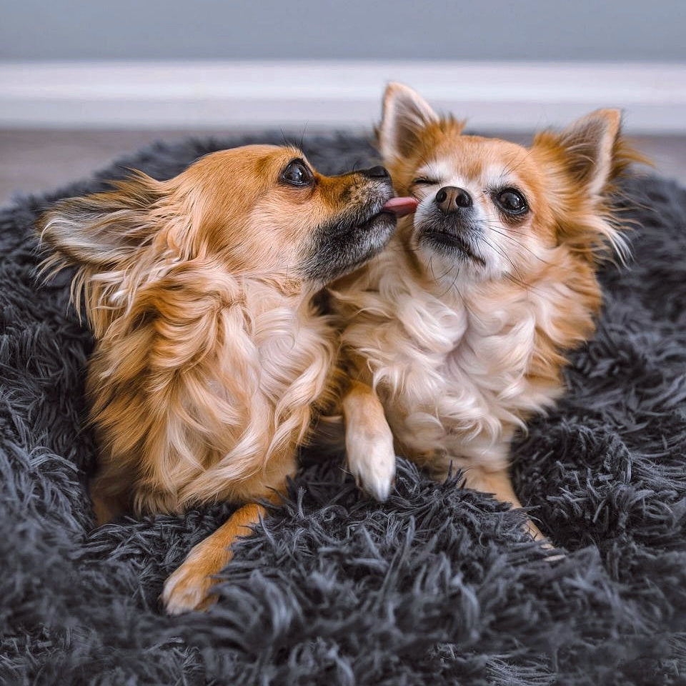 Hondenmand Fluffy Plus – Orthopedisch Slaapbed voor Honden