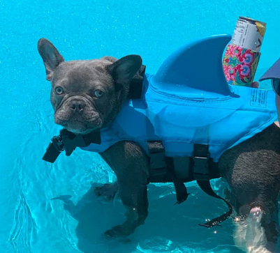 Hondenzwemvest AquaPup voor Honden Veilig Zwemmen