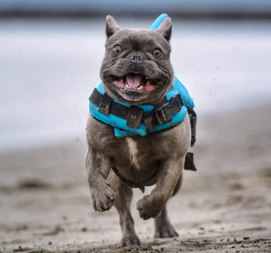 Hondenzwemvest AquaPup voor Honden Veilig Zwemmen