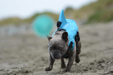 Hondenzwemvest AquaPup voor Honden Veilig Zwemmen