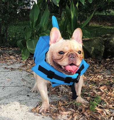 Hondenzwemvest AquaPup voor Honden Veilig Zwemmen
