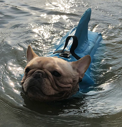Hondenzwemvest AquaPup voor Honden Veilig Zwemmen