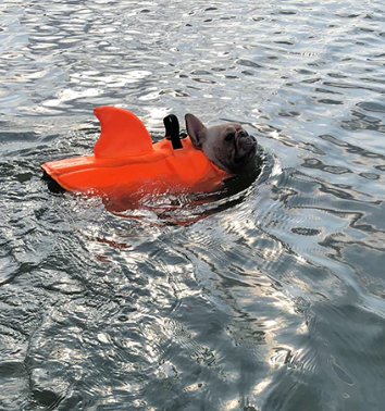Hondenzwemvest AquaPup voor Honden Veilig Zwemmen