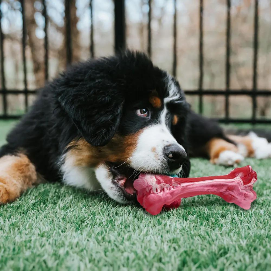 Hondentandverzorger Speels en Leuk voor BuddyChew - Mode Vibes
