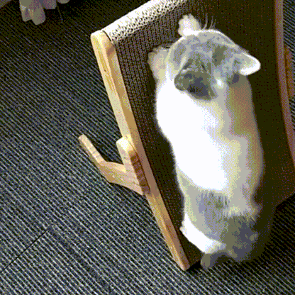 Krabpaal en Ligstoel voor Katten 3-in-1 Design